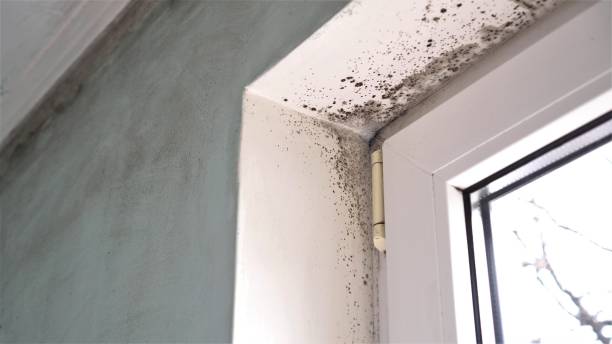 Professional Mold Removal in Valley Springs, CA